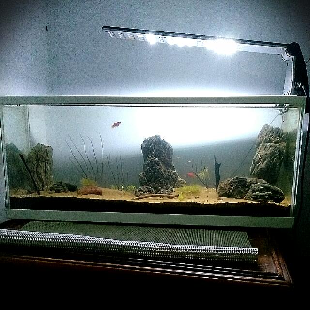 Aquarium Aquascape Konsep Padang Pasir Design Pribadi Fullset Dengan Lampu Led Second Perlengkapan Hewan Aksesoris Hewan Di Carousell