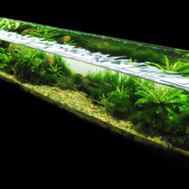 Looking For: Long Narrow Fish Tank, Bulletin Board, Looking For on