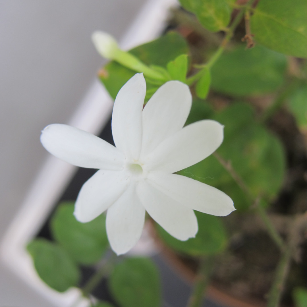 Great smelling Jasmine plant, Furniture & Home Living, Gardening