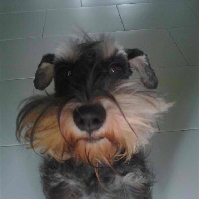 Mini schnauzer olx sales