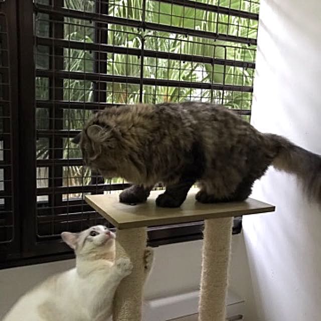 Nur iman sales cat boarding