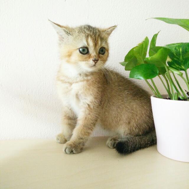 British Shorthair Gold Everything Else Others On Carousell