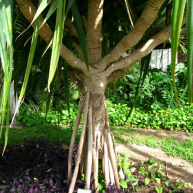  Pokok Mengkuang  Pandan Pandanus Tectorius Screw Pine 