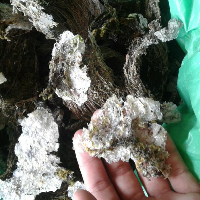 Sarang Burung Walik Kegunaan Untuk Ubat Ubatan Dan Sebagai Nya