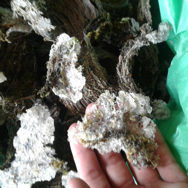 Sarang Burung Walik Kegunaan Untuk Ubat Ubatan Dan Sebagai Nya