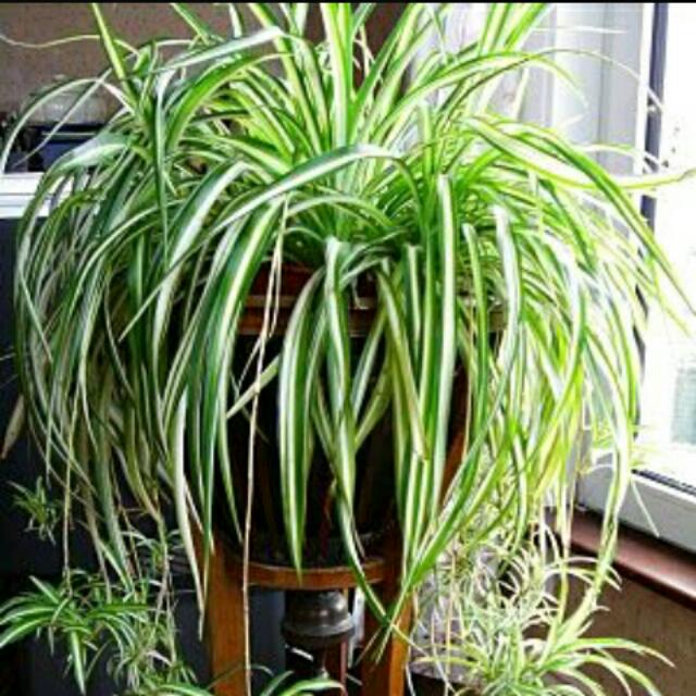 Pokok Lili Paris (Chlorophytum comosum / Spider Plant / Airplant 