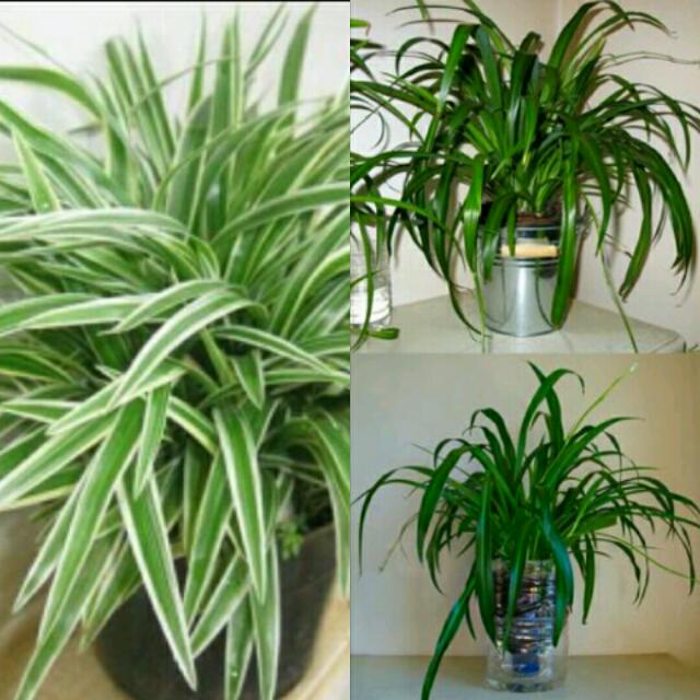 Pokok Lili Paris (Chlorophytum comosum / Spider Plant / Airplant 