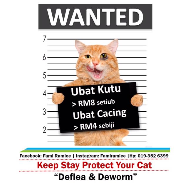 Ubat Kutu Dan Ubat Cacing Kucing Pet Supplies Pet Accessories On Carousell
