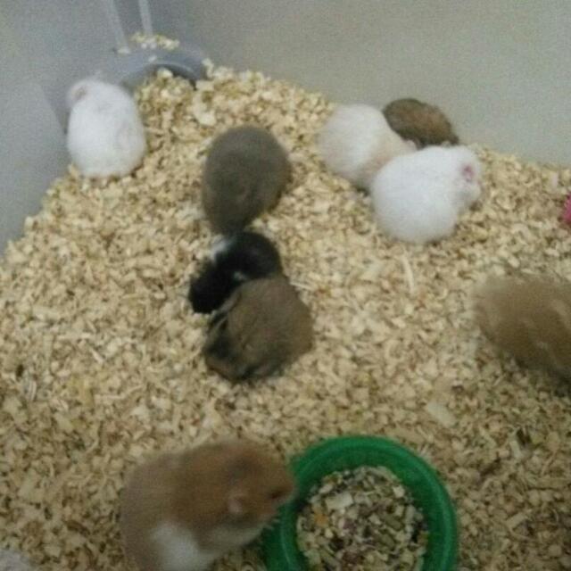 Hamster Syrian Longhair Community On Carousell