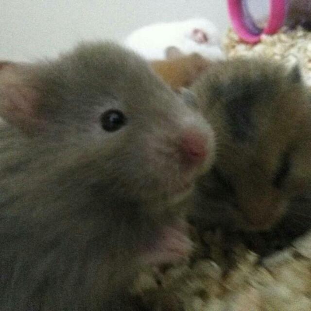 Hamster Syrian Longhair Community On Carousell