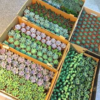 😍CUTE Succulents (Bulk price Available!)🌿💐