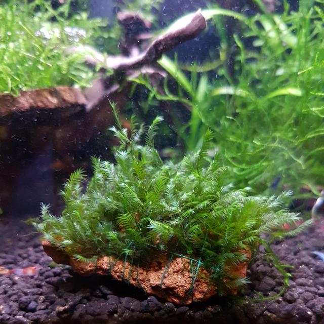 Moss On Rocks In Aquarium