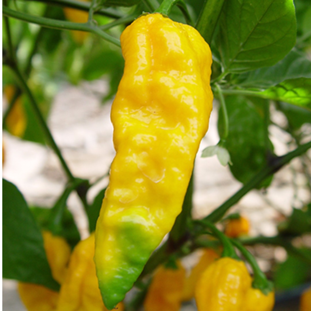 yellow bhut jolokia/ ghost pepper seeds (sold out)