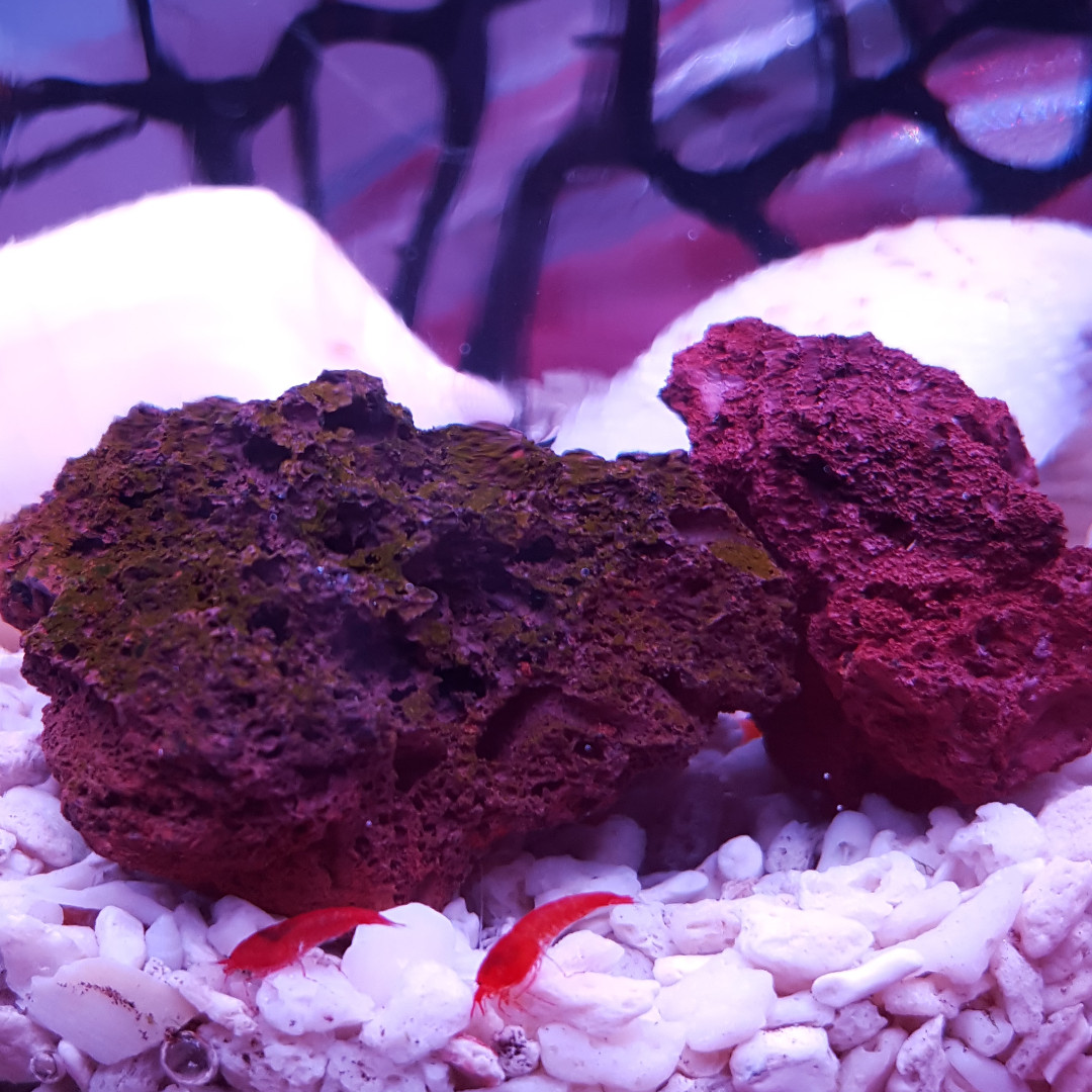 Wonder Shrimp Opae Ula, Pet Supplies, Homes & Other Pet Accessories on