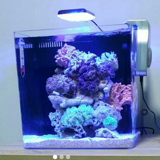 My first saltwater tank 60 gallon cube rimless - Nano Reef Journals -  Nano-Reef Community