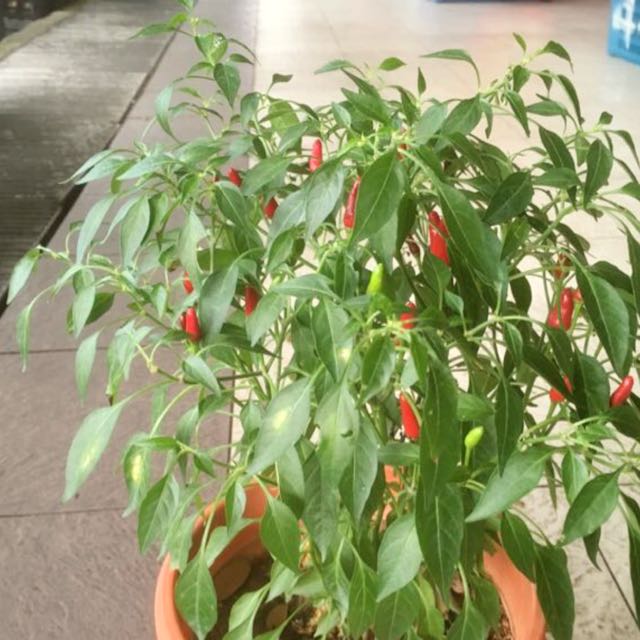 Chilli Padi Plant Gardening On Carousell