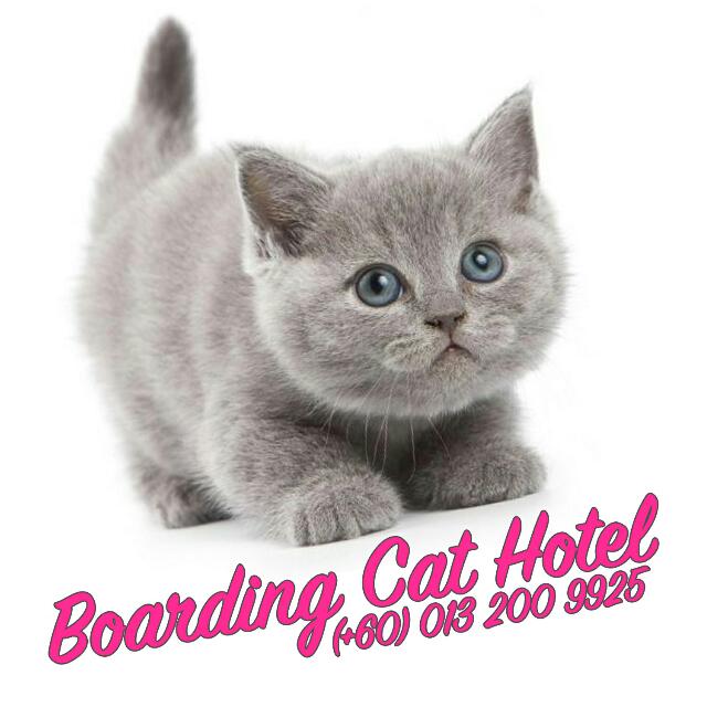 Hotel Kucing / Cat Boarding Homebased, Pet Supplies, Pet 