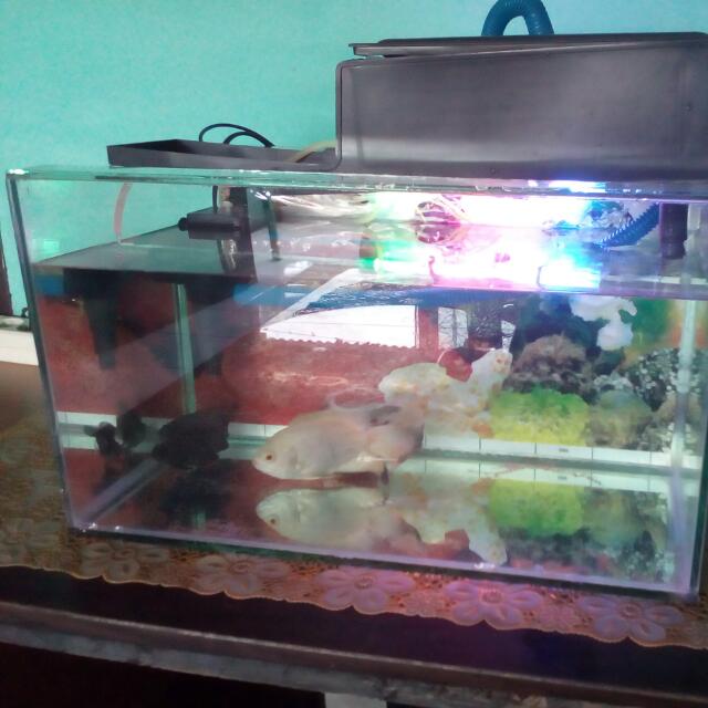 Aquarium Set Plus Ikan Oscar 3ekor Home Furniture On Carousell