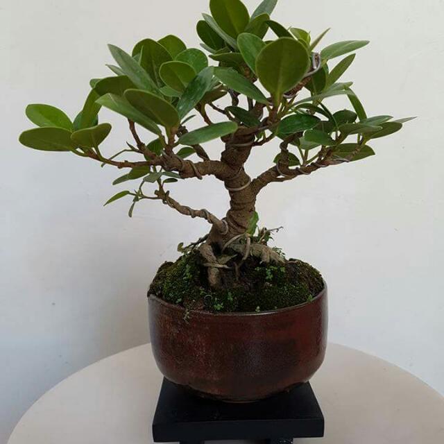Bonsai Shohin Small Everything Else Others On Carousell