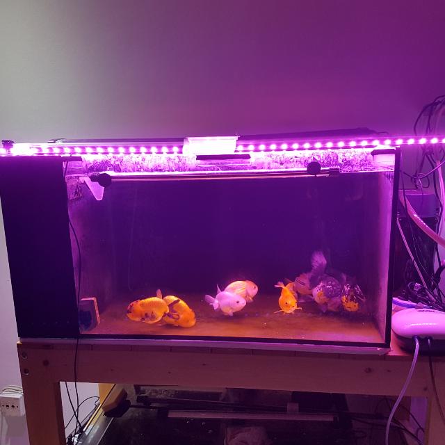 660 Contoh Landscape Aquarium HD