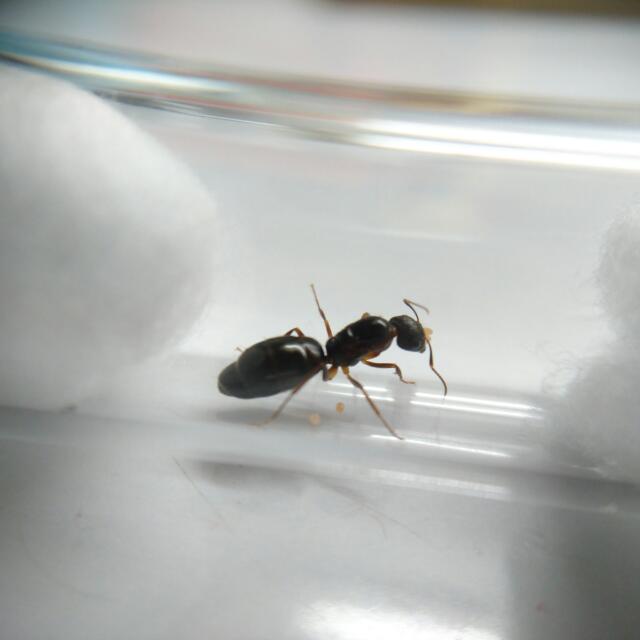 Camponotus Albosparsus Queen Bulletin Board On Carousell Albosparsus is a common ant from southeast asia. camponotus albosparsus queen bulletin