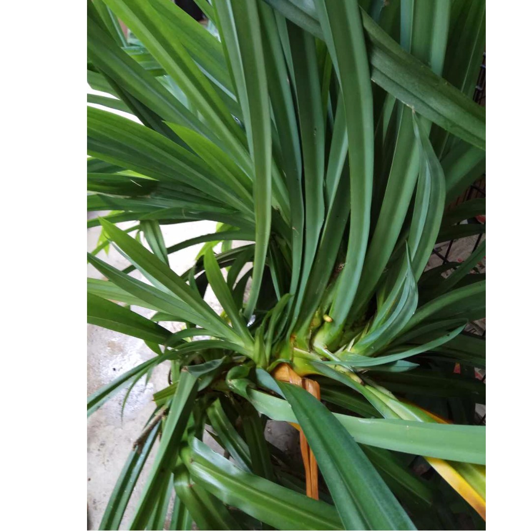 New Bunches Of Fresh Pandan Leaves With Roots For Planting Gardening On Carousell