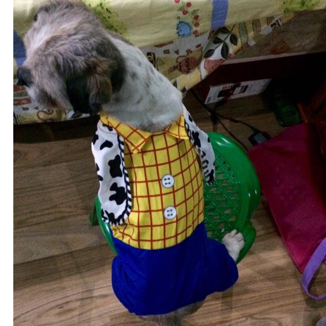 Toy Story "Woody" Pet Costume For Dogs, Pet Supplies, Homes & Other Pet