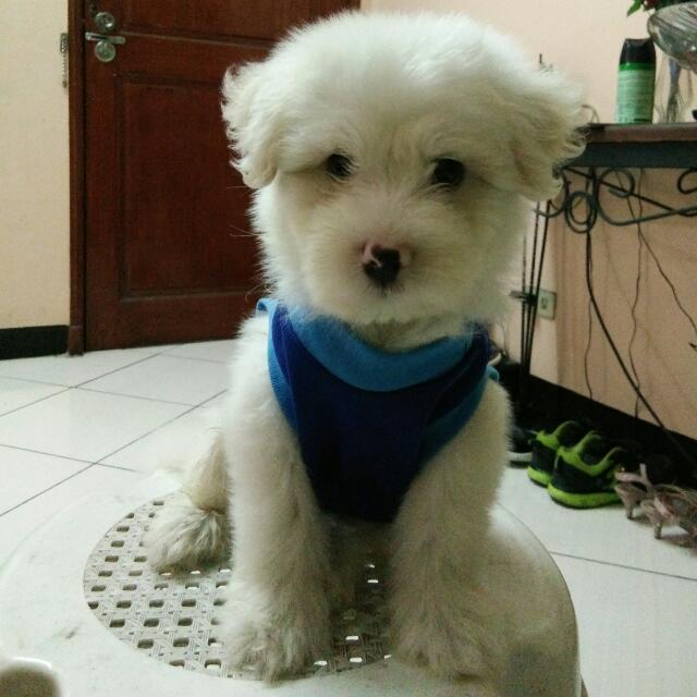 Japanese Spitz Maltese With Free Cage Pet Supplies Homes Other Pet Accessories On Carousell