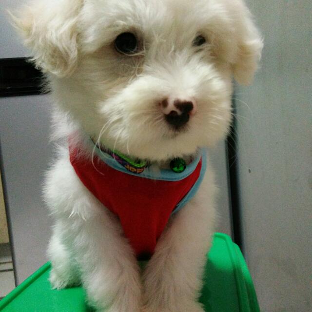 Maltese discount japanese spitz