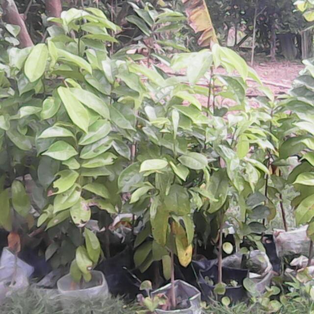 Anak Pokok Durian Belanda Home Furniture Gardening On Carousell