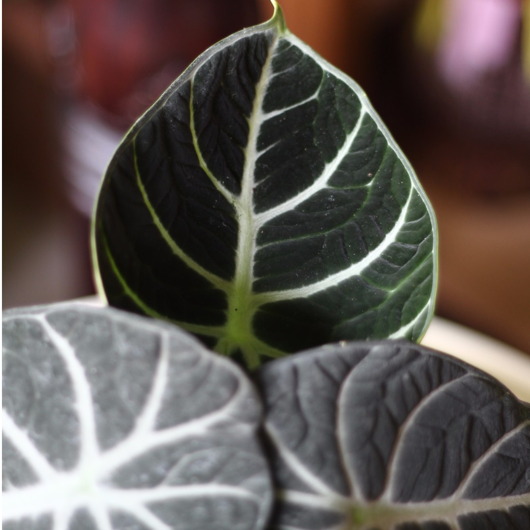 Potted Alocasia reginula 'Black Velvet' (Indoor Plant), Furniture & Home Living, Gardening