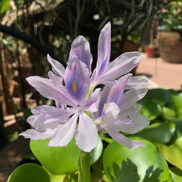 Water Hyacinth, Furniture & Home Living, Gardening, Hose and Watering ...