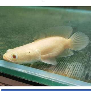 4"~5" Short Body Albino Channa For Sale