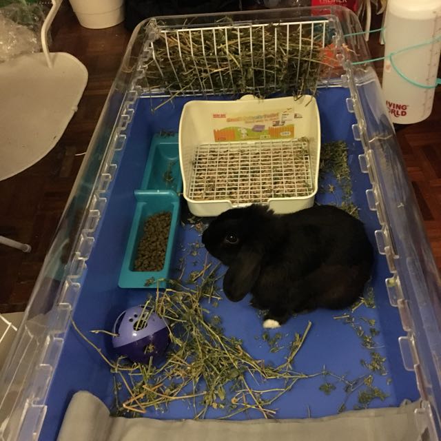 Hagen Zoozone Blue Indoor Cage (Large), Pet Supplies, Homes & Other Pet