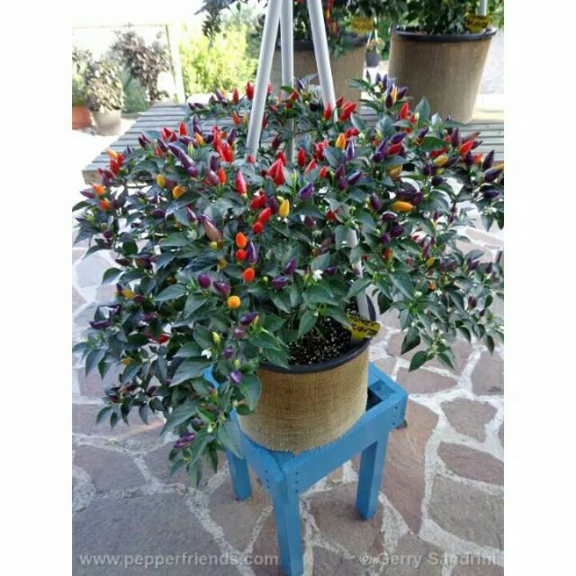 Cabe Pelangi Hias Gardening On Carousell