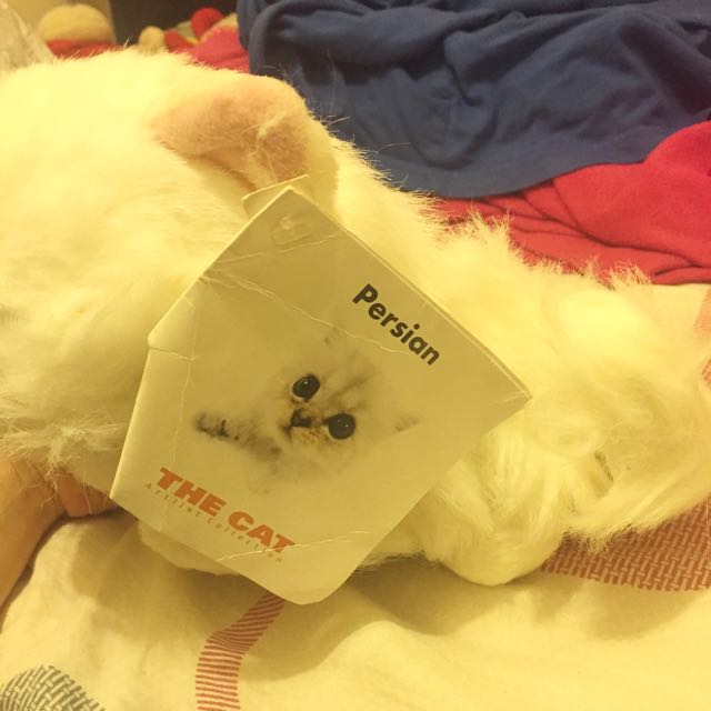 Cat （分類：寵物食品）位於 Hong Kong。 由 hhhaan 提交（商品編號 107447632，圖片 2）。簡介： 。