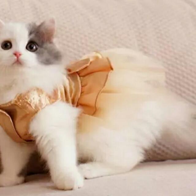 Bling Bling Cat Wedding Dress Pet Supplies Pet Accessories On