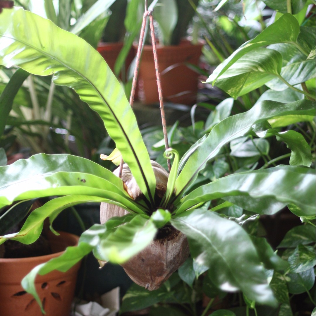 Hanging Garden Bird's Nest Fern in Coconut Planter, Furniture & Home