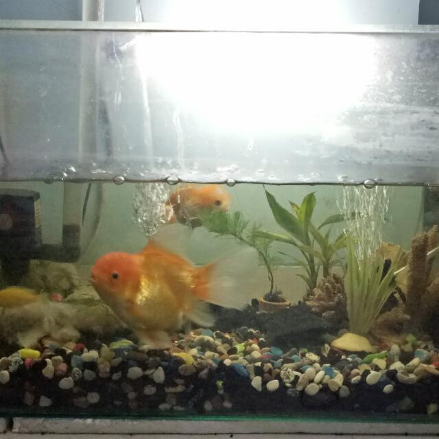 940 Koleksi Filter Aquarium Mas Koki Gratis
