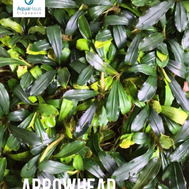 Bucephalandra Arrowhead, Furniture & Home Living, Gardening, Plants