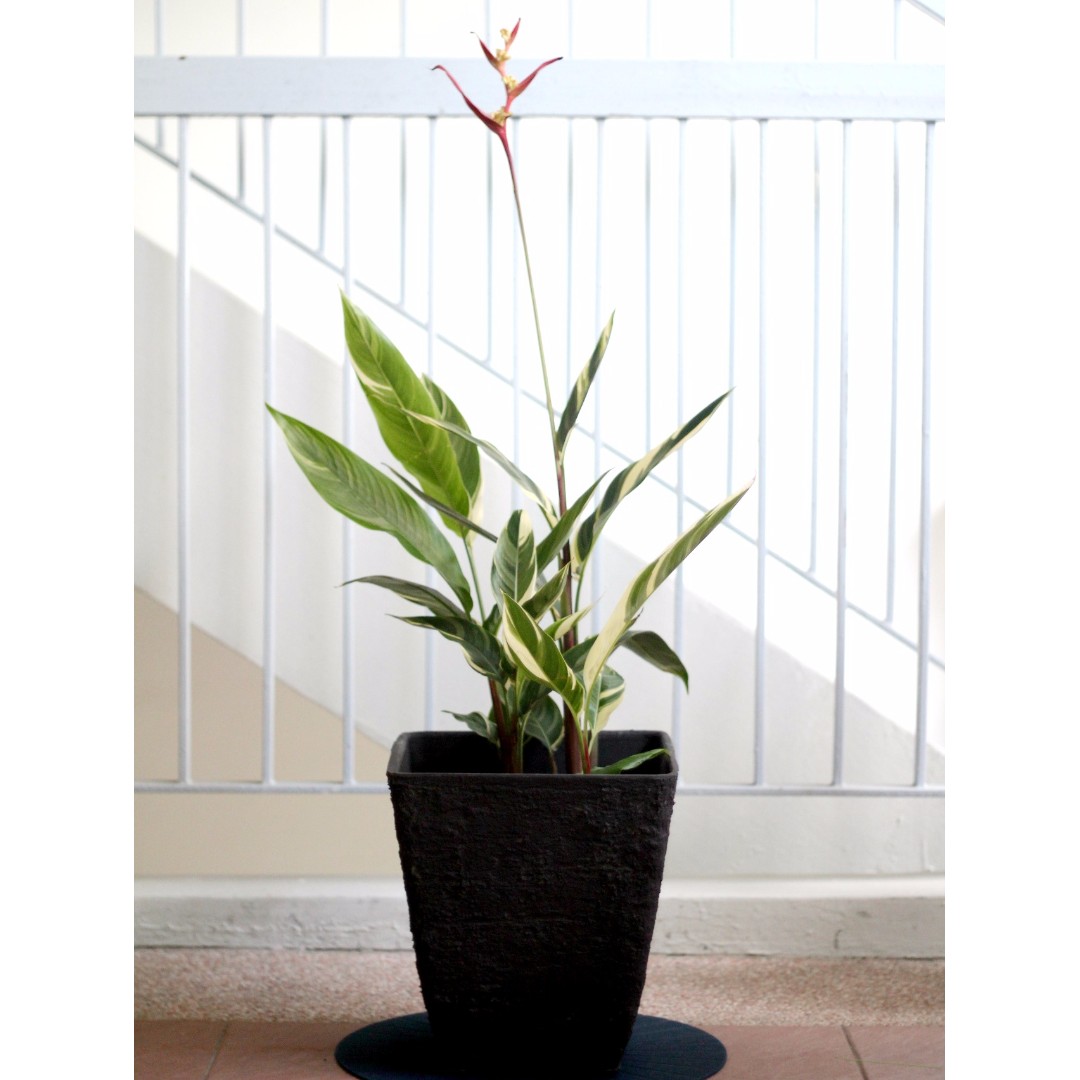 Potted Heliconia Psittacorum Lady Di Variegated Gardening On Carousell