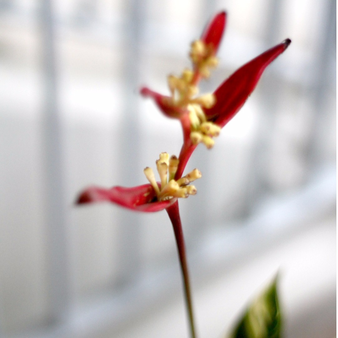 Potted Heliconia Psittacorum Lady Di Variegated Gardening On Carousell