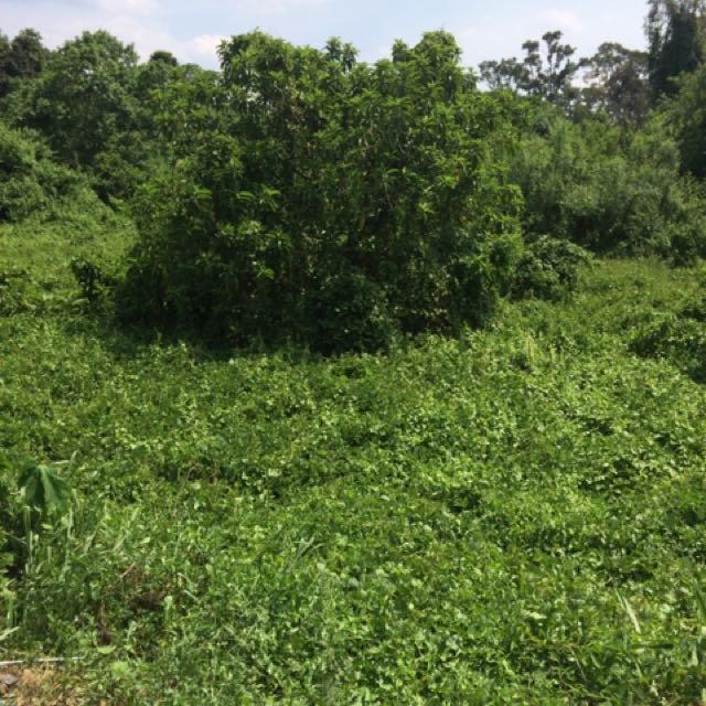 Tanah Di Kuala Nerang Kedah Property For Sale On Carousell