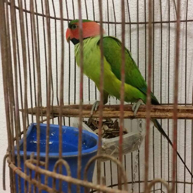 Top Five Burung Bayan Story Medicine Asheville