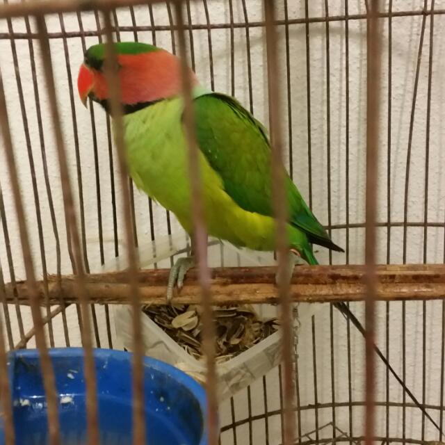 Burung Bayan Everything Else Others On Carousell