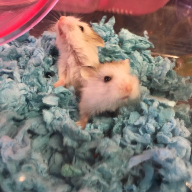 Roborovski hamster best sale adoption