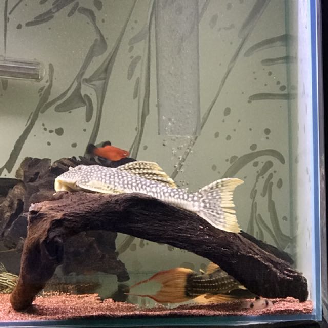 L14 Pleco Offer On Carousell