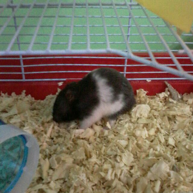 Syrian Panda Hamster Pet Supplies Homes Other Pet Accessories