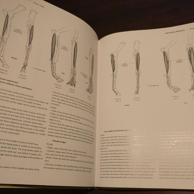 Animal Anatomy For Artist: The Elements Of Form, Hobbies & Toys, Books & Magazines, Textbooks on Carousell Animal Anatomy For Artist: The Elements Of Form, Hobbies & Toys, Books & Magazines, Textbooks on Carousell