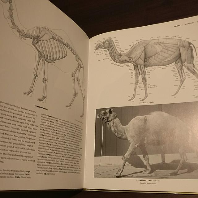 Animal Anatomy For Artist: The Elements Of Form, Hobbies & Toys, Books &  Magazines, Textbooks on Carousell